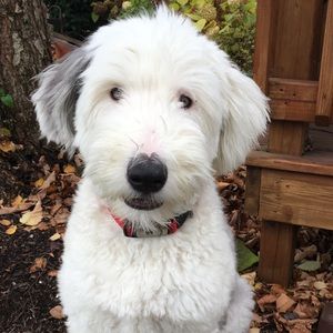 Meet your Posher, Shay